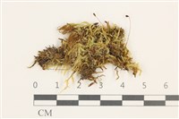 羽枝青蘚藏品圖，第1張