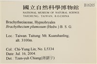 羽枝青蘚藏品圖，第2張