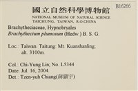 羽枝青蘚藏品圖，第2張