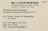 羽枝青蘚藏品圖，第2張