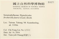 東亞小錦蘚藏品圖，第2張
