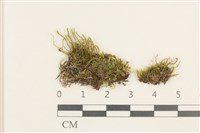 登錄號:B00016272藏品圖，第1張