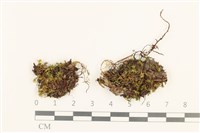 登錄號:B00016273藏品圖，第1張