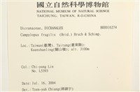 脆枝曲柄蘚藏品圖，第2張