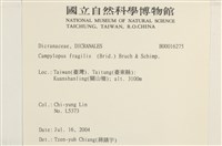 脆枝曲柄蘚藏品圖，第2張