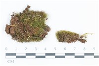 青毛苔藏品圖，第1張