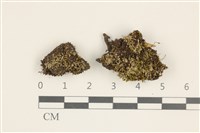 登錄號:B00016335藏品圖，第1張