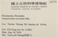 東亞昂氏蘚,東方昂氏蘚藏品圖，第2張