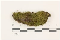 東亞昂氏蘚,東方昂氏蘚藏品圖，第1張