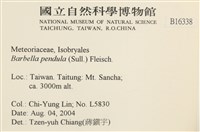 多疣懸蘚藏品圖，第2張