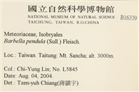 多疣懸蘚藏品圖，第2張