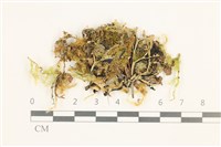 多疣懸蘚藏品圖，第1張