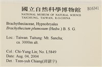 羽枝青蘚藏品圖，第2張