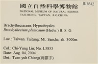 羽枝青蘚藏品圖，第2張