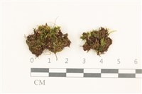登錄號:B00016345藏品圖，第1張