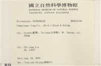 脆枝曲柄蘚藏品圖，第2張