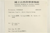 脆枝曲柄蘚藏品圖，第2張