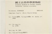 脆枝曲柄蘚藏品圖，第2張