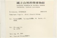 脆枝曲柄蘚藏品圖，第2張