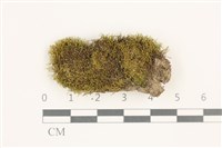 東亞昂氏蘚,東方昂氏蘚藏品圖，第1張