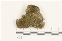 東亞昂氏蘚,東方昂氏蘚藏品圖，第1張