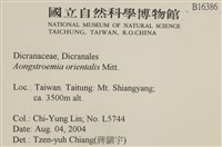 東亞昂氏蘚,東方昂氏蘚藏品圖，第2張