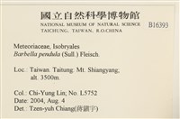 多疣懸蘚藏品圖，第2張