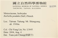 多疣懸蘚藏品圖，第2張