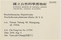 羽枝青蘚藏品圖，第2張