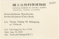 東亞小錦蘚藏品圖，第2張