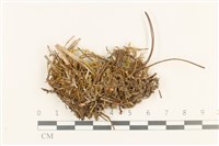 登錄號:B00016406藏品圖，第1張