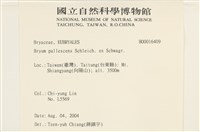 黃色真蘚藏品圖，第2張