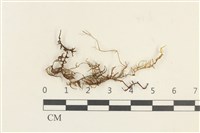 登錄號:B00016416藏品圖，第1張