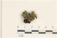 登錄號:B00016525藏品圖，第1張