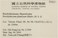 羽枝青蘚藏品圖，第2張