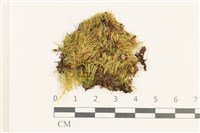 羽枝青蘚藏品圖，第1張