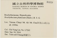 羽枝青蘚藏品圖，第2張