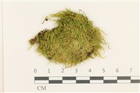 羽枝青蘚藏品圖，第1張