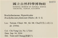 羽枝青蘚藏品圖，第2張