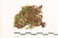 登錄號:B00016534藏品圖，第1張