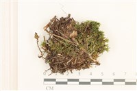 登錄號:B00016536藏品圖，第1張