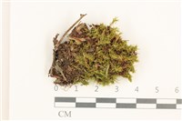 登錄號:B00016537藏品圖，第1張