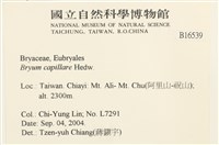 細葉真蘚藏品圖，第2張