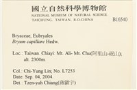 細葉真蘚藏品圖，第2張