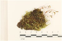 登錄號:B00016541藏品圖，第1張