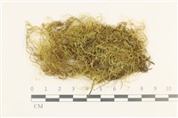 多疣懸蘚藏品圖，第1張