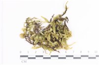 登錄號:B00016587藏品圖，第1張