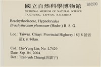 羽枝青蘚藏品圖，第2張