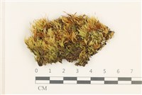 羽枝青蘚藏品圖，第1張