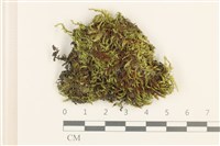 細葉真蘚藏品圖，第1張